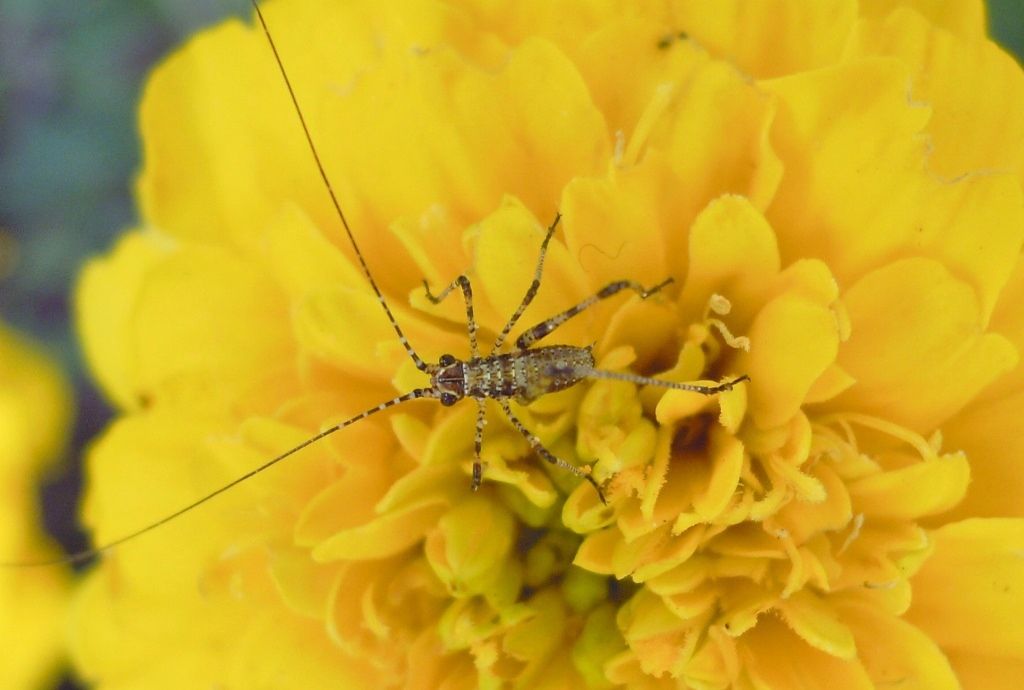 Phaneroptera sp., giovane